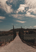 a brick road with a row of trees on each side