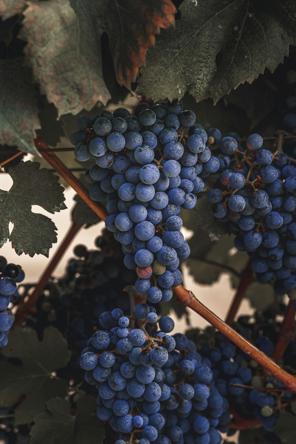 a bunch of grapes hanging from a vine