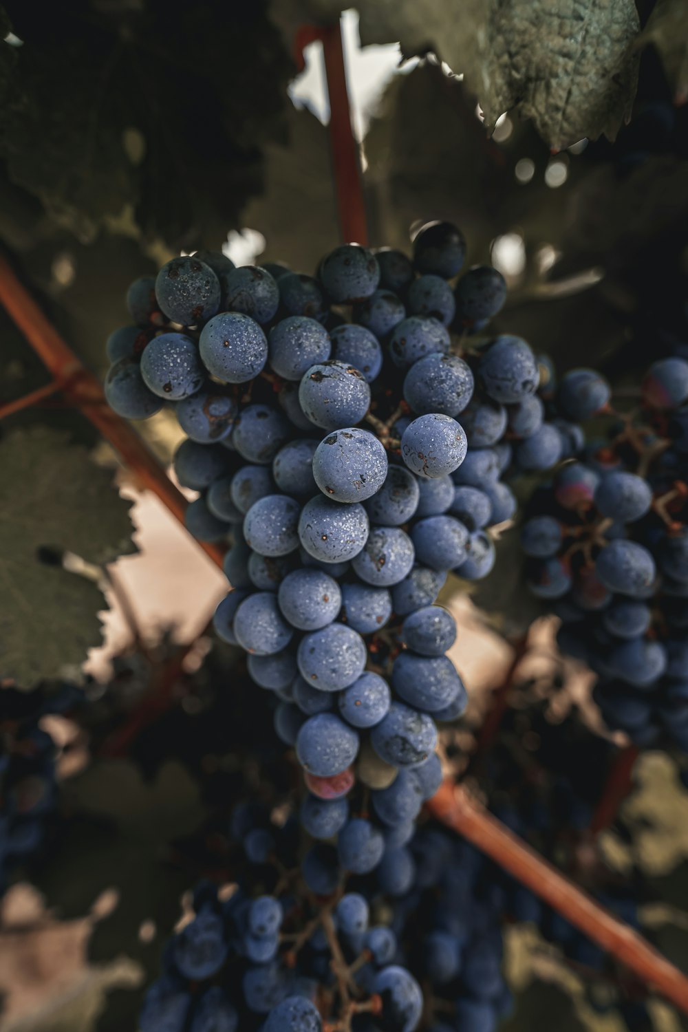 a bunch of grapes hanging from a vine