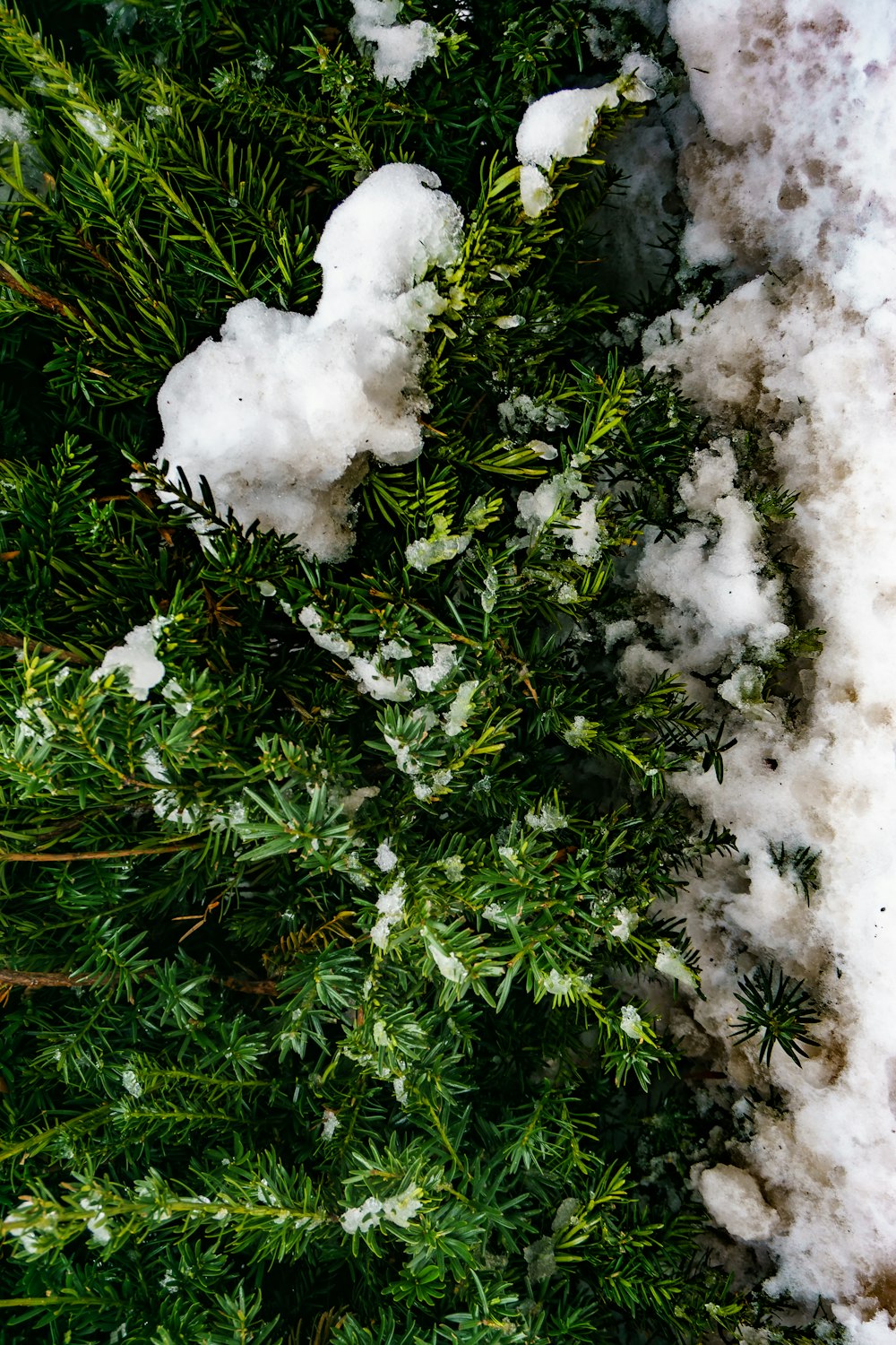 a close up of snow on a tree branch