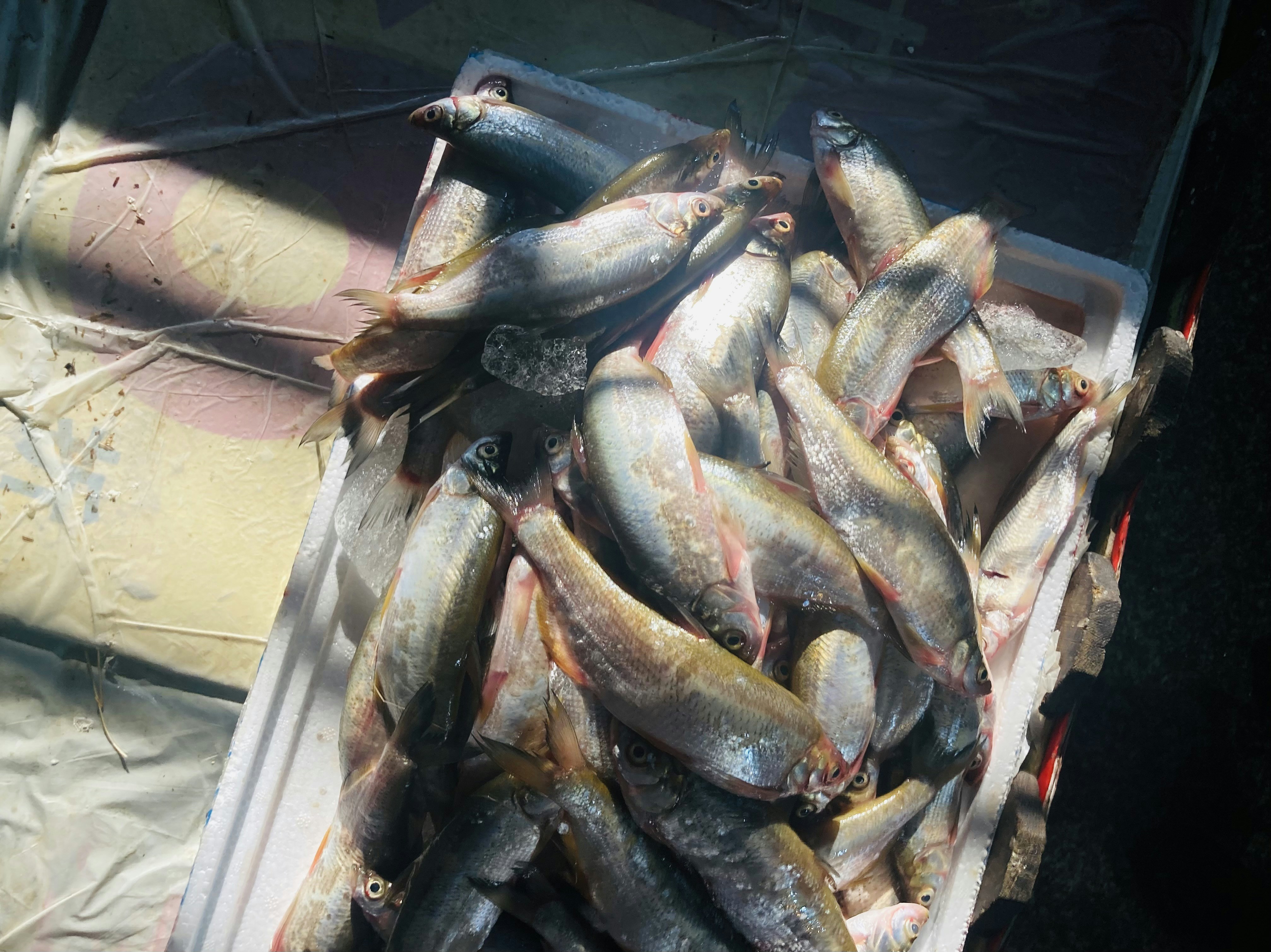 a bunch of fish that are in a container