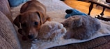 A playful puppy surrounded by various pet toys.