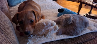 A small brown puppy lies on a cushioned surface with its head resting on a plush toy. The puppy has a curious and innocent expression with large eyes gazing forward. Surrounding the puppy are various soft toys, including one resembling a stuffed gray animal and a blue toy. The environment appears cozy, with a warm-toned wooden floor visible in the background.