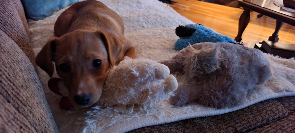 A cozy nursery corner with a baby cuddling a soft plush puppy toy.