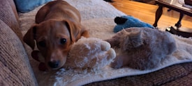 A small brown puppy lies on a cushioned surface with its head resting on a plush toy. The puppy has a curious and innocent expression with large eyes gazing forward. Surrounding the puppy are various soft toys, including one resembling a stuffed gray animal and a blue toy. The environment appears cozy, with a warm-toned wooden floor visible in the background.
