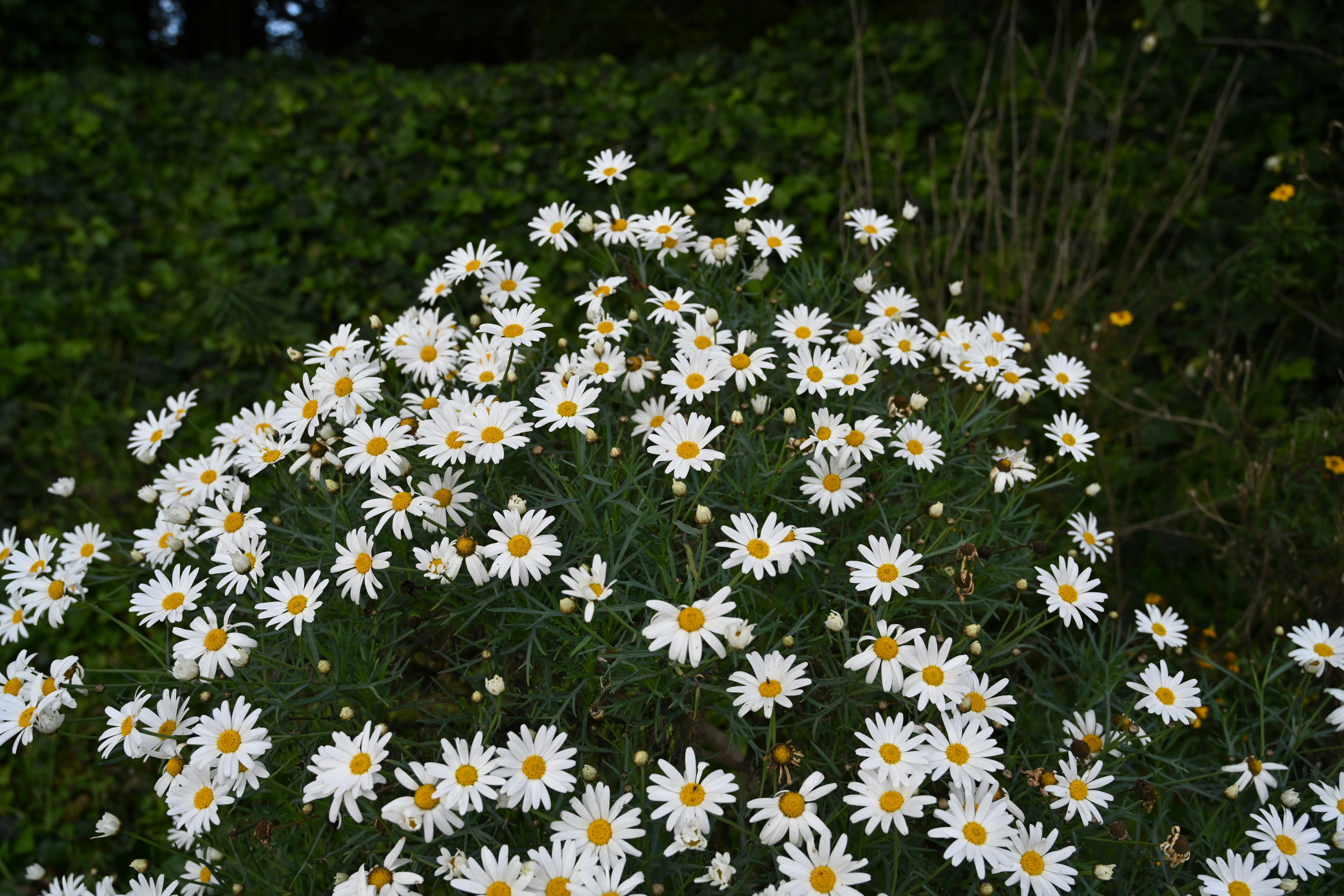 Photo by theunknownaldiaz