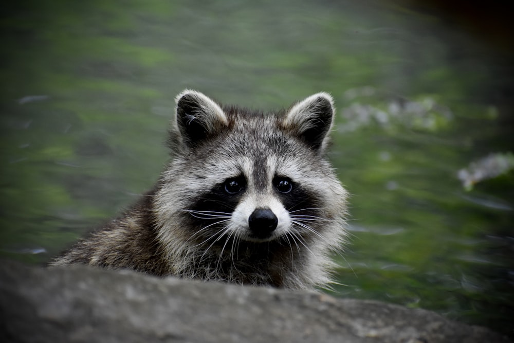 a raccoon looking at the camera while standing in the water