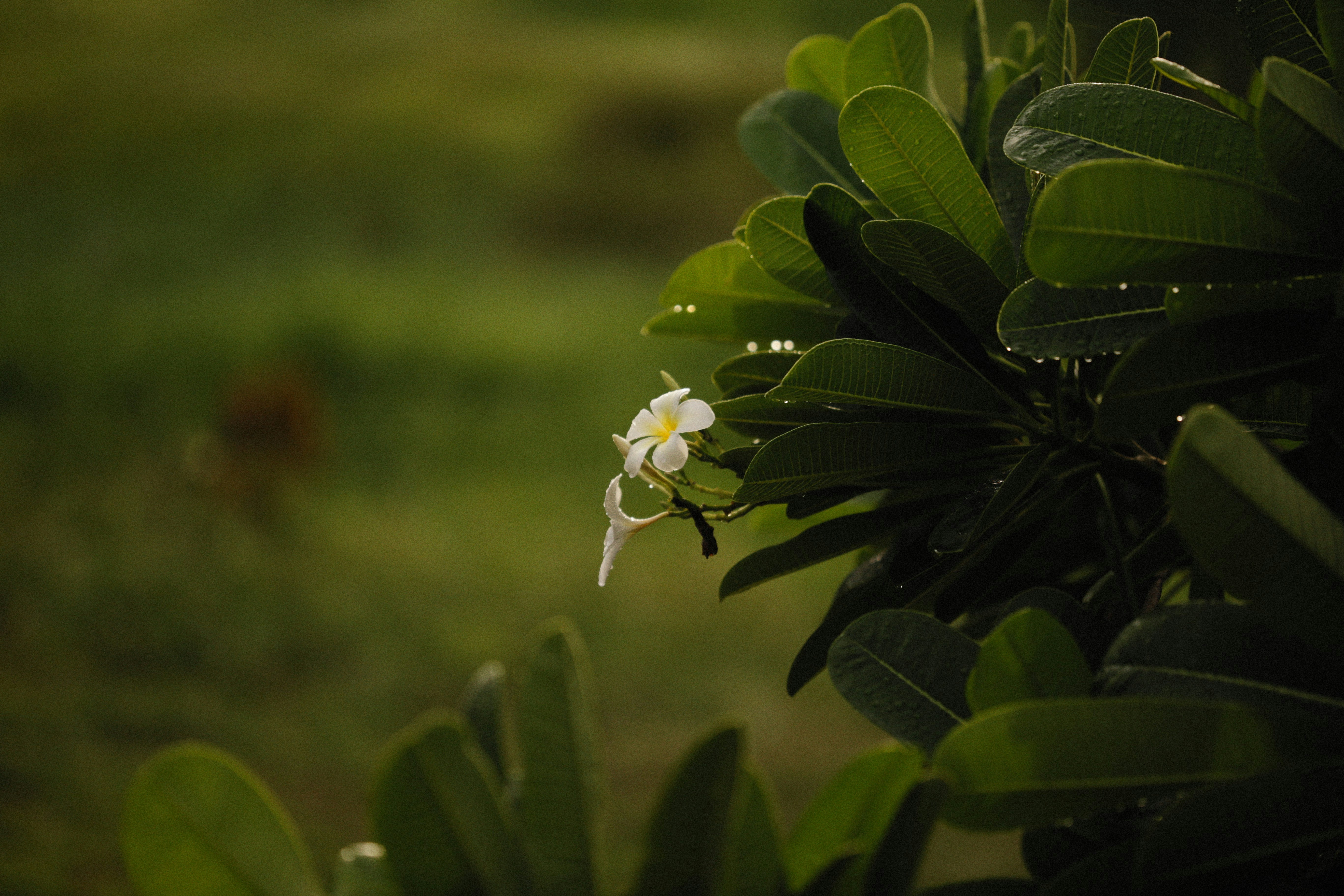 Photo by alexeydemidov