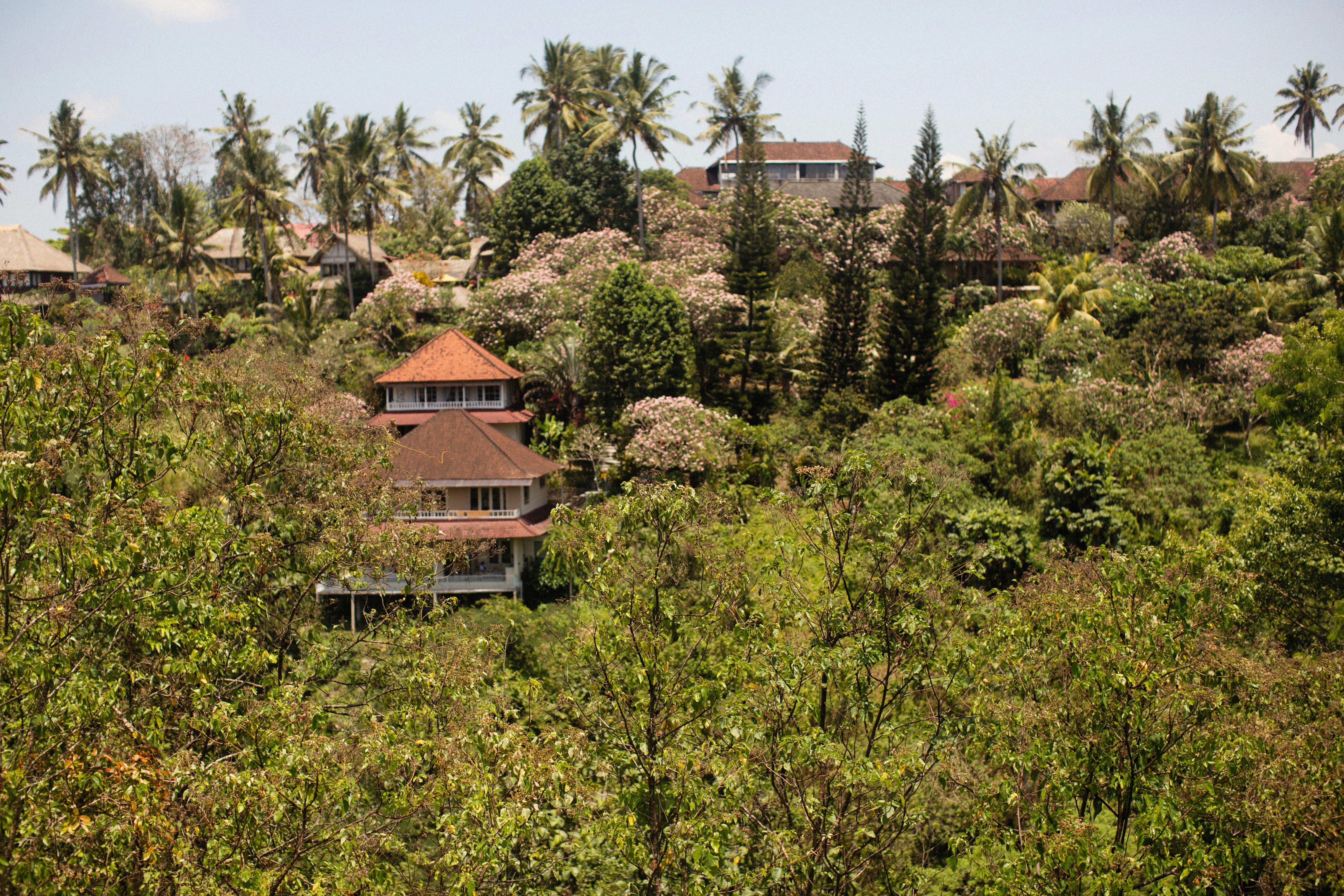 a house in the middle of a lush green forest