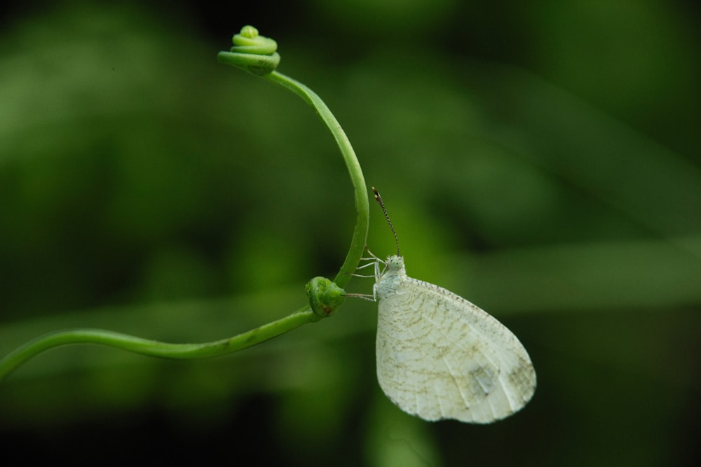 a close up of a white butterfly on a plant