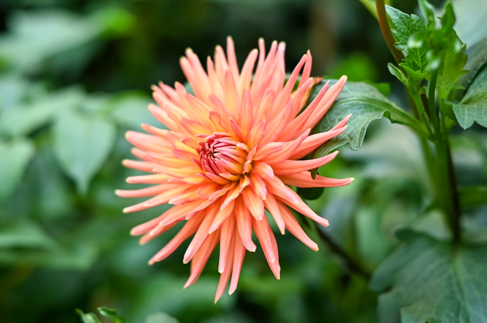 an orange flower with green leaves in the background