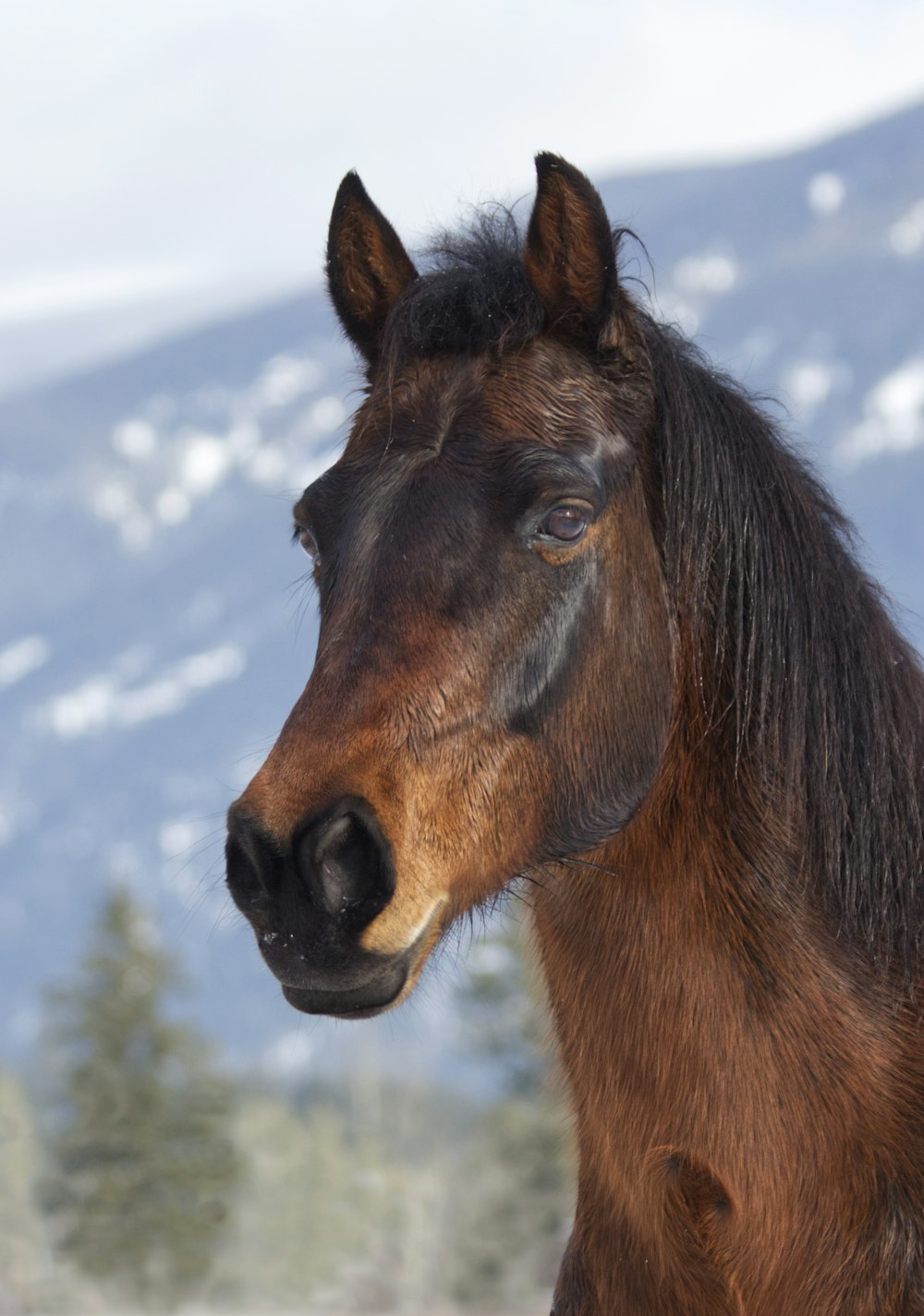 a close up of a horse with a mountain in the background