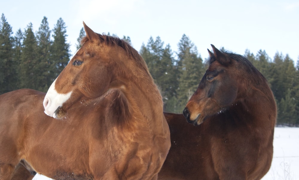 two brown horses standing next to each other in the snow