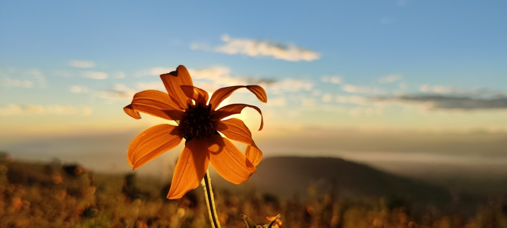 a single orange flower in a grassy field