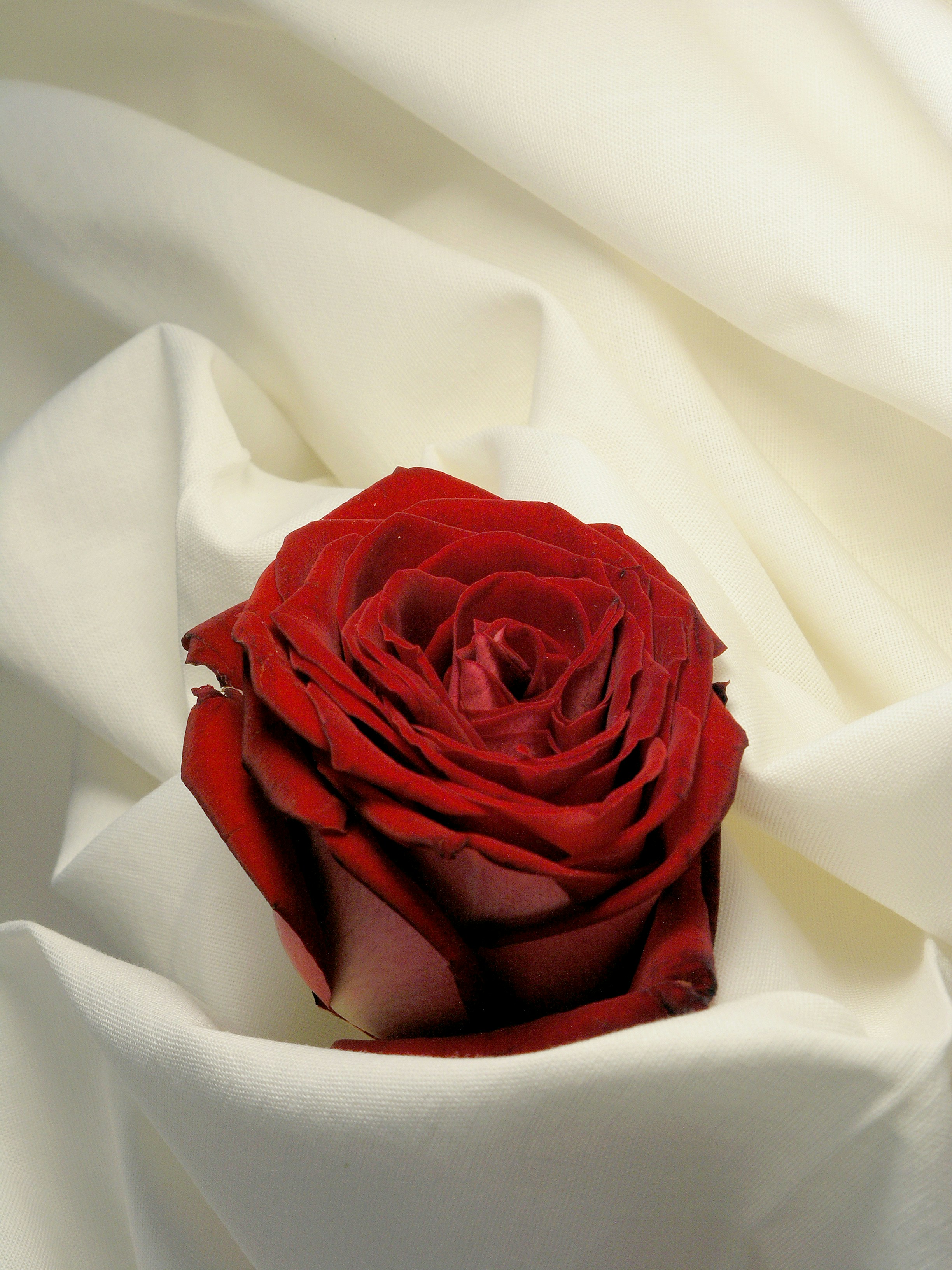 a close up of a red rose on a white cloth