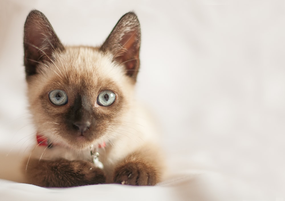 a siamese cat with blue eyes sitting on a bed