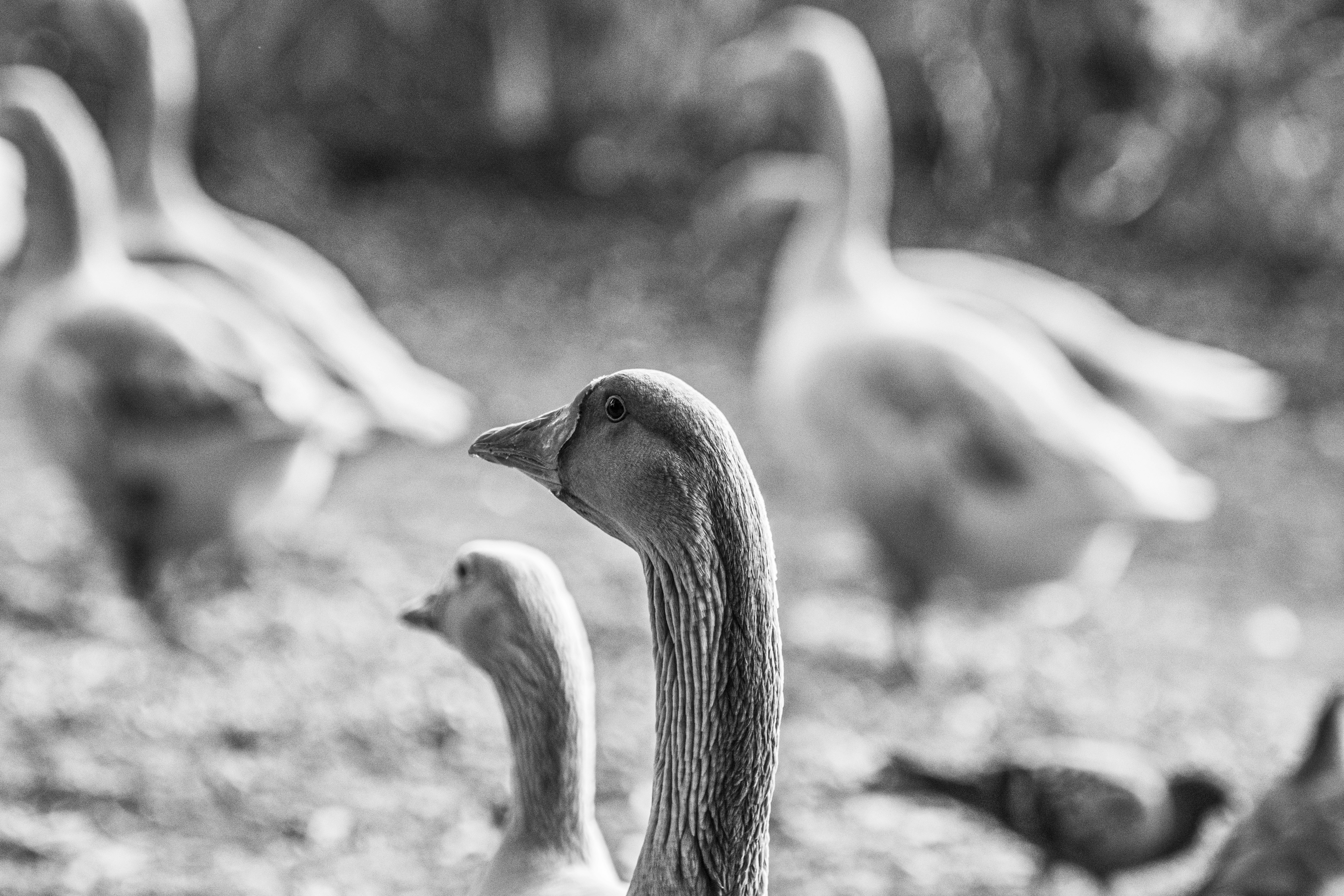 a flock of geese walking across a grass covered field