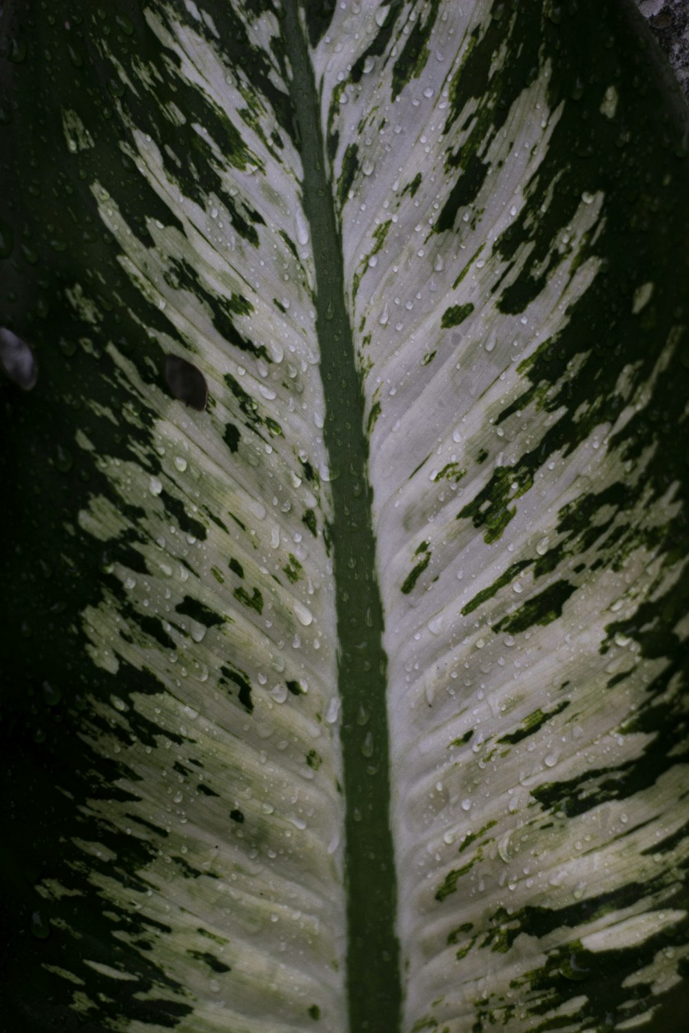 a close up of a green and white leaf