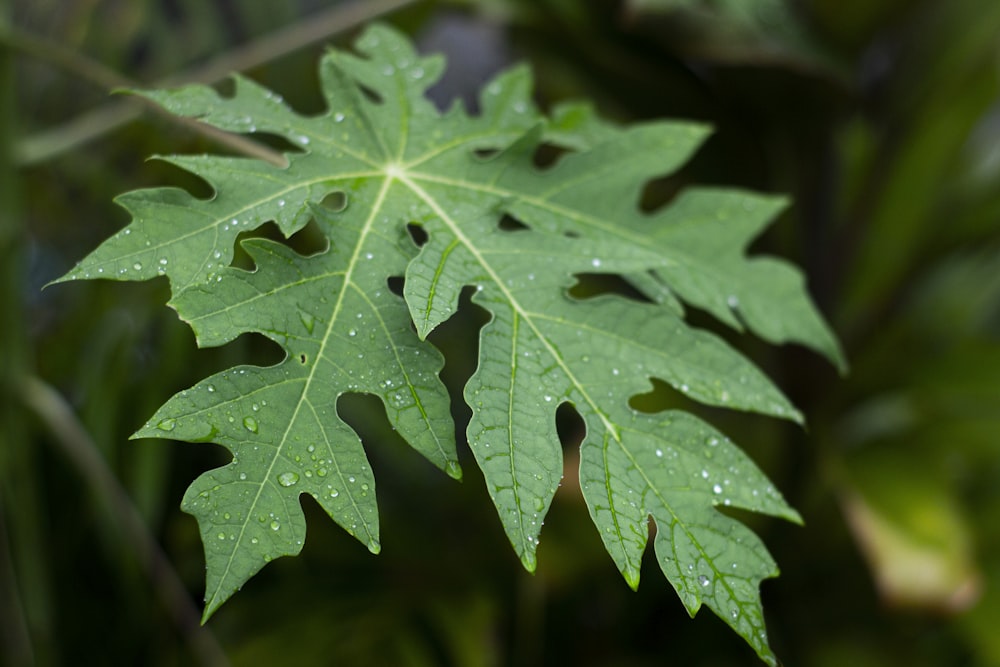 a green leaf with drops of water on it