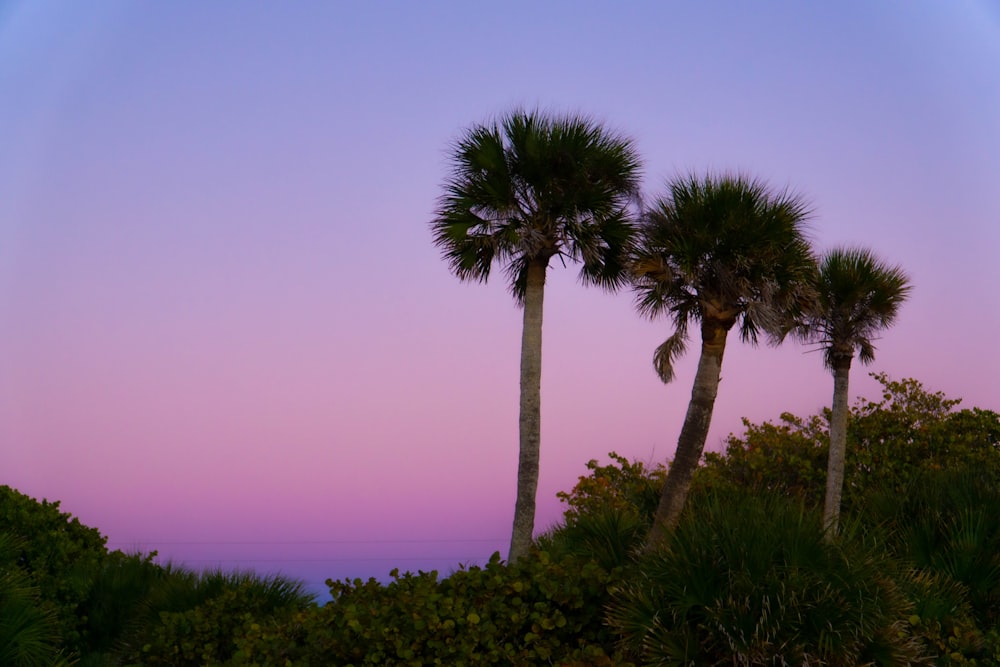 a couple of palm trees sitting on top of a lush green hillside