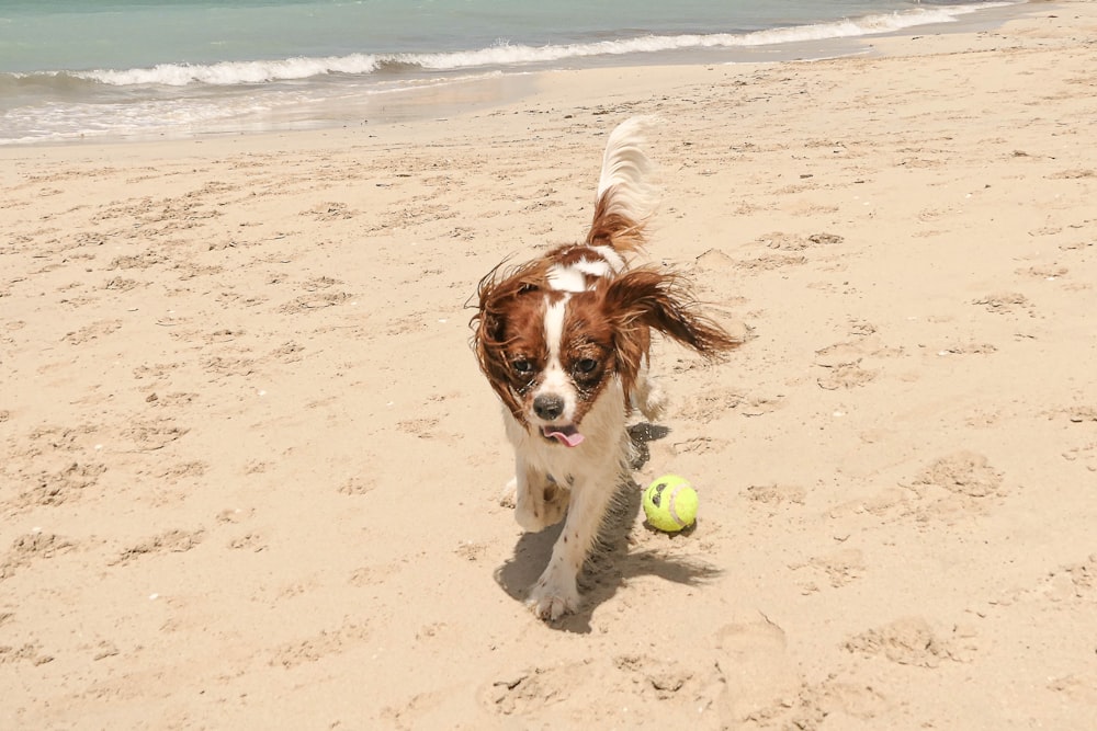 a dog running on the beach with a ball in its mouth
