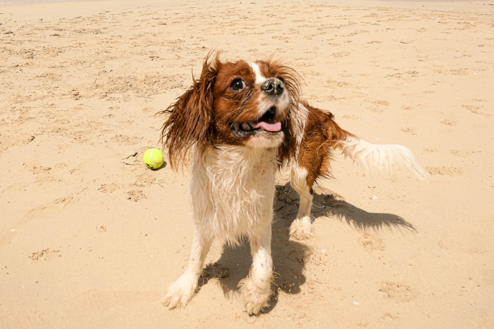 a brown and white dog standing on top of a sandy beach