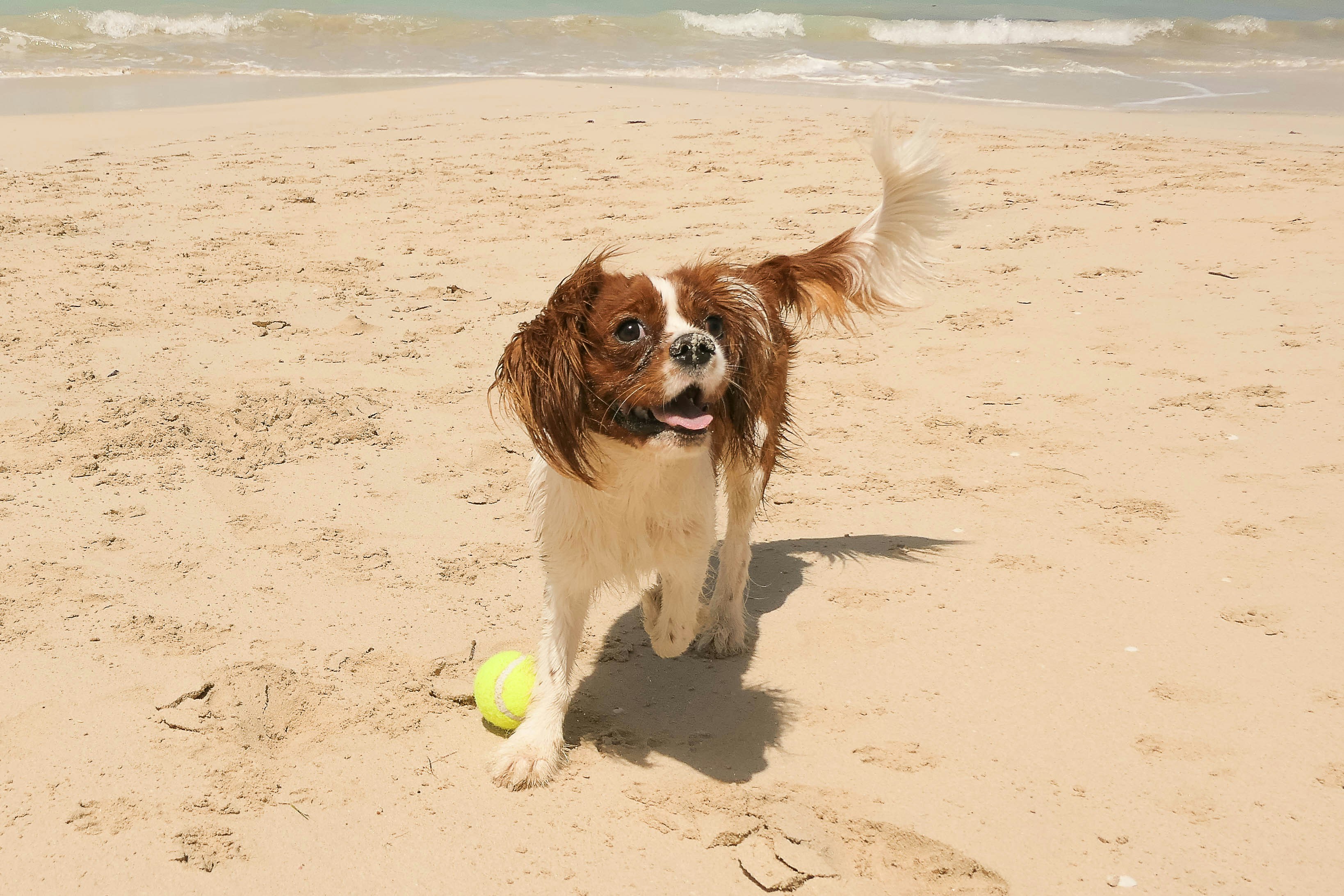 Dog playing in a pet-friendly resort in the UAE