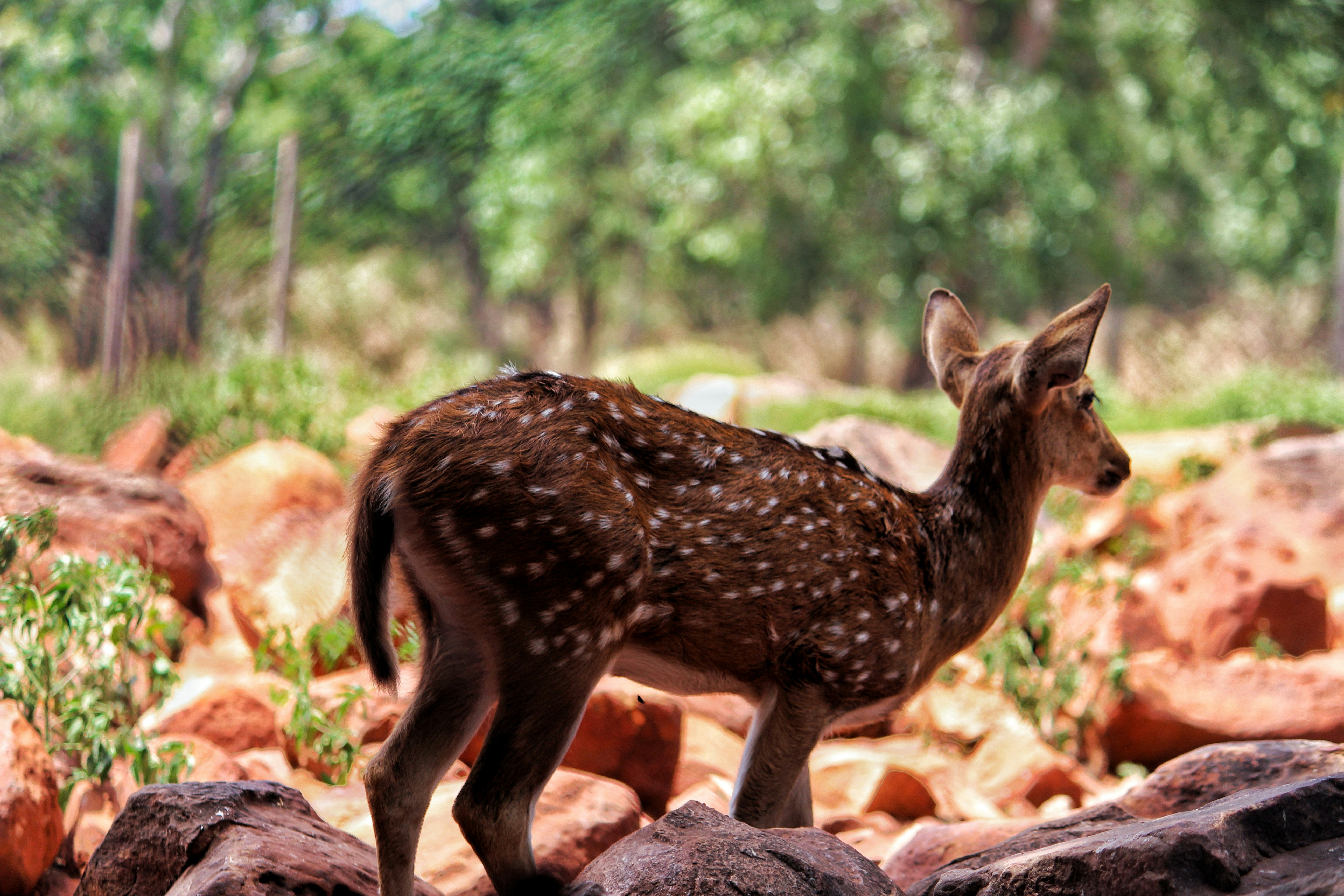 Photo by prudhviraj08