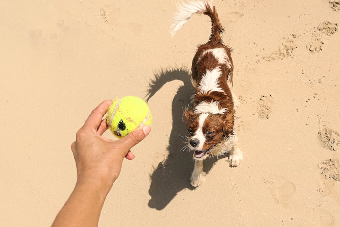 dogAdvisor | dog Advisor | dogadvisor.dog | dog Advisor