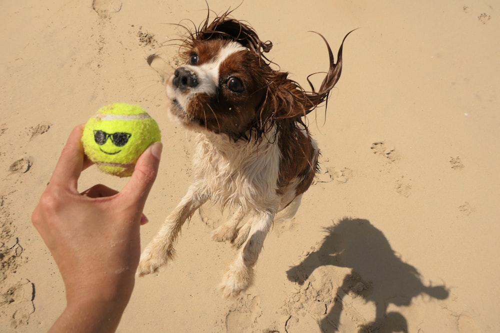 a dog with sunglasses on its head playing with a tennis ball