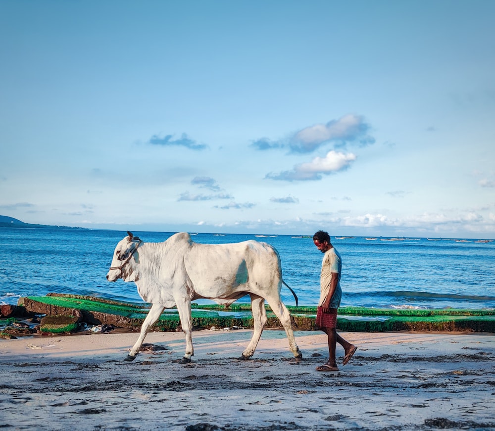 a man walking a cow on a beach next to the ocean