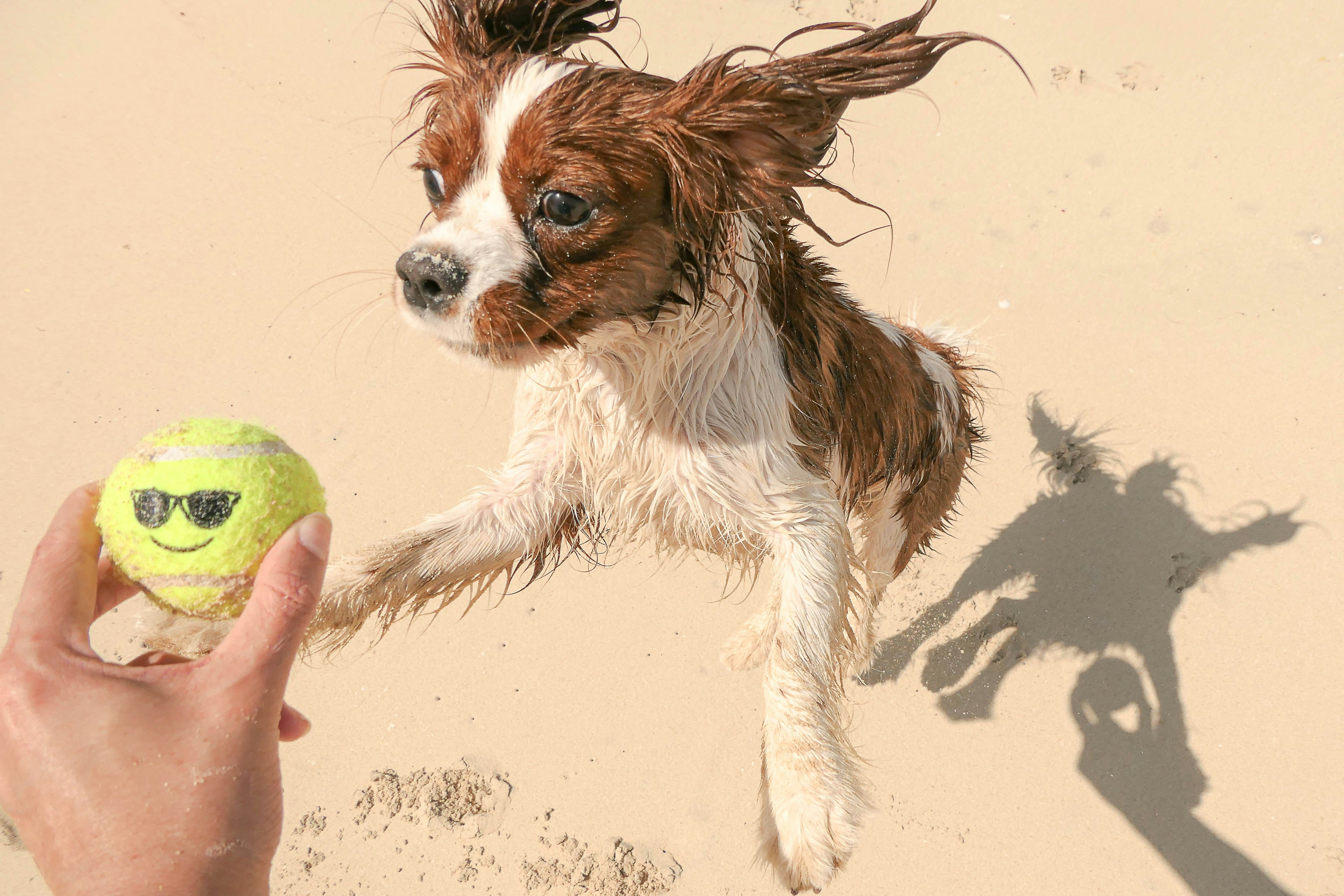 Endocardiosi della valvola mitralica nel cane