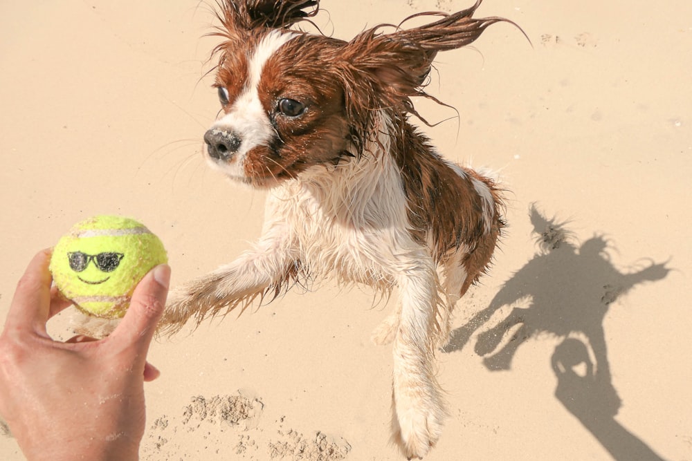 a dog is playing with a ball in the sand