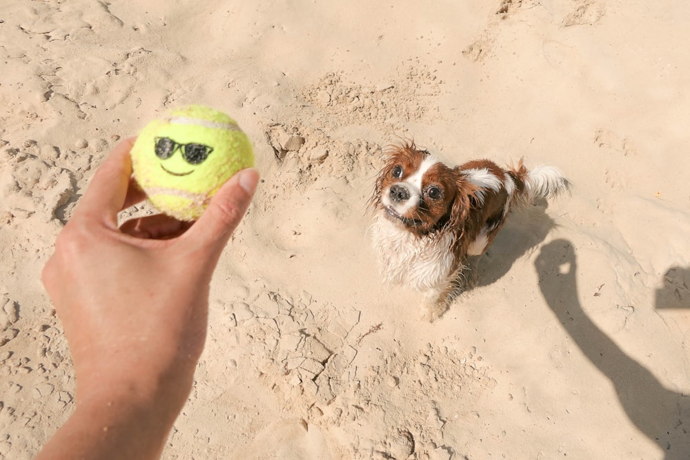 a person holding a tennis ball and a small dog