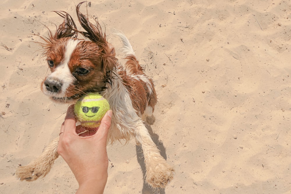 a person holding a tennis ball and a dog on the beach