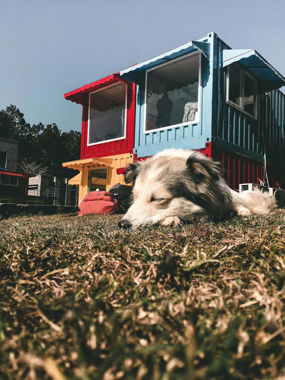 a dog laying in the grass in front of a house