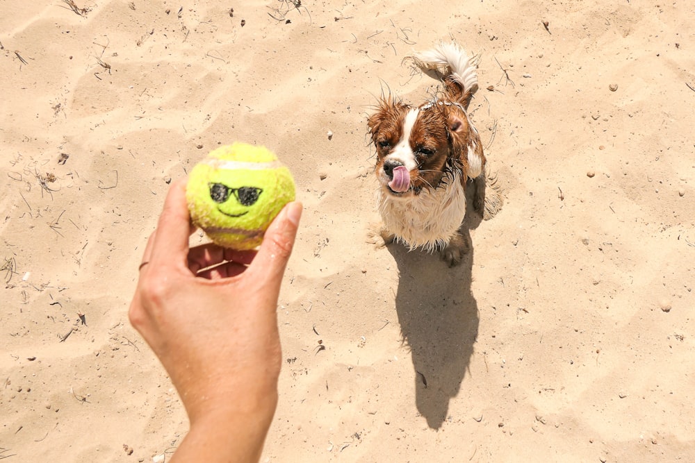 a person holding a tennis ball in front of a dog