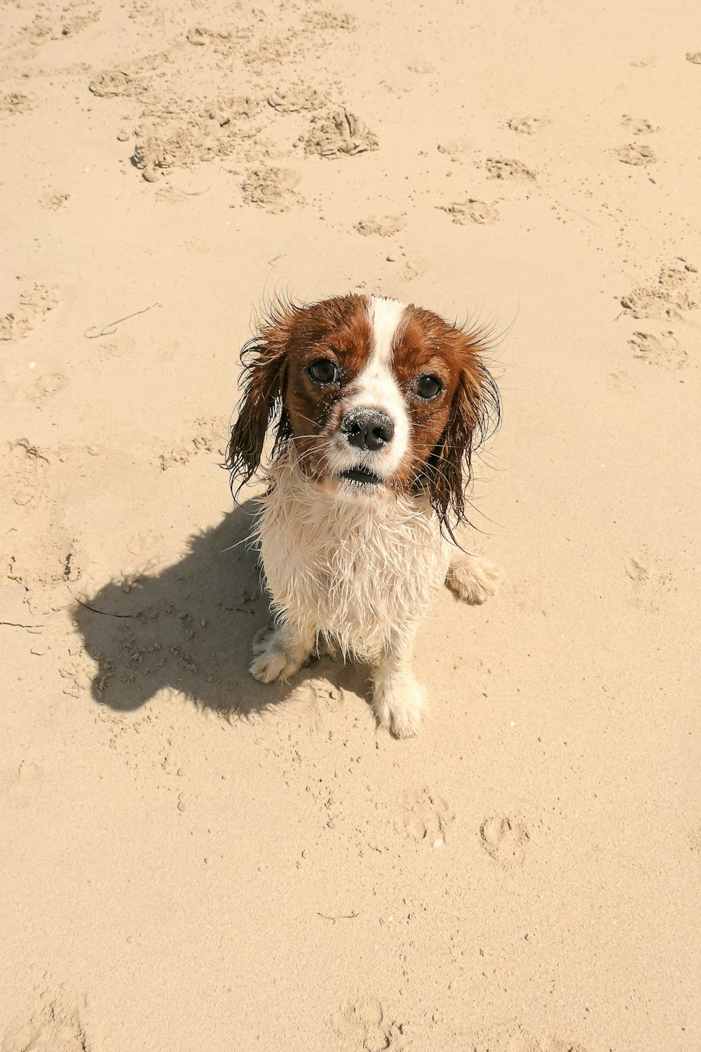 a brown and white dog sitting on top of a sandy beach