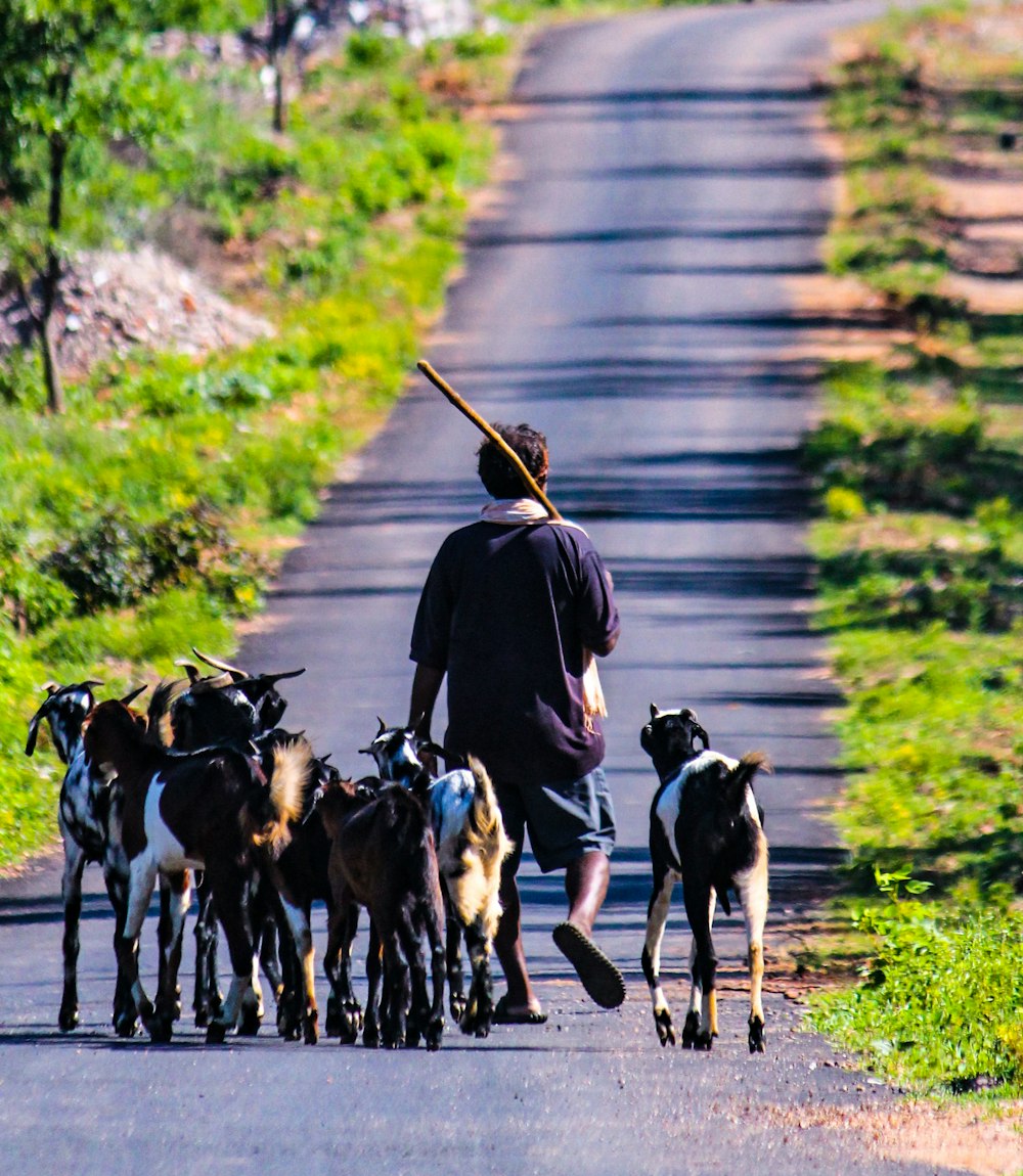 a man walking down a road with a herd of goats