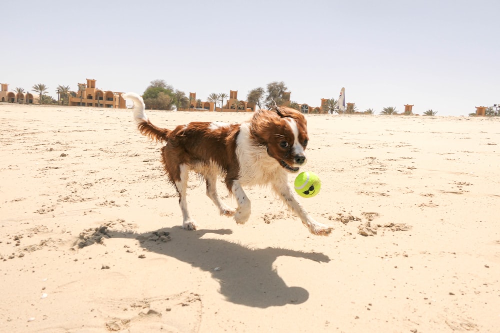 a brown and white dog running across a sandy beach