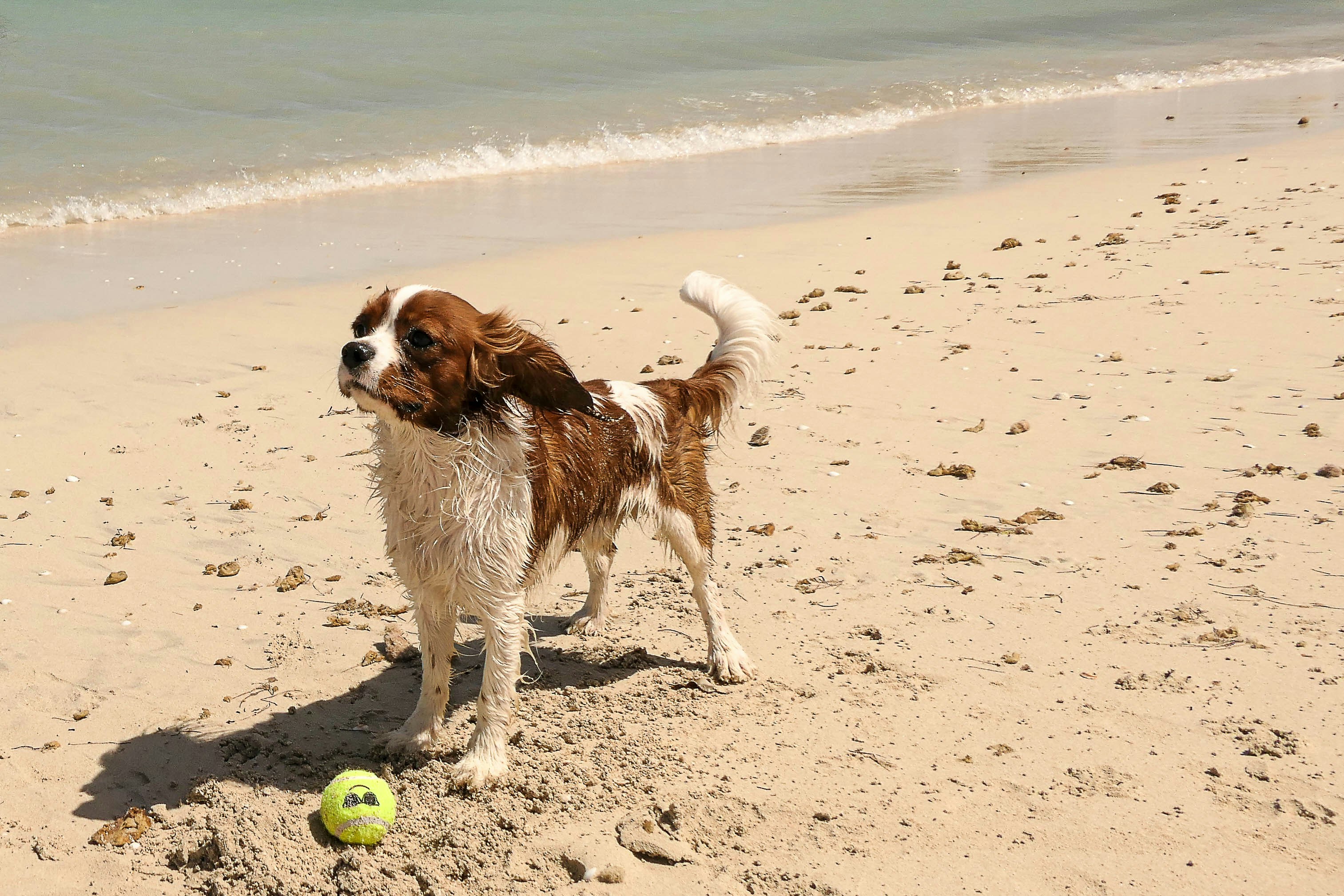 a brown and white dog standing on top of a sandy beach