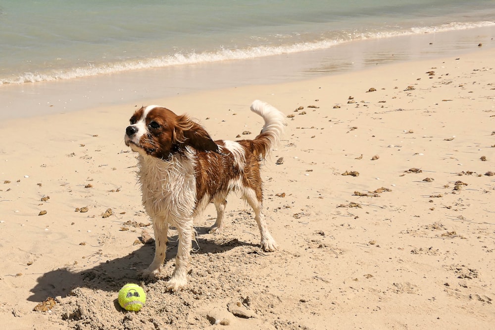 a brown and white dog standing on top of a sandy beach