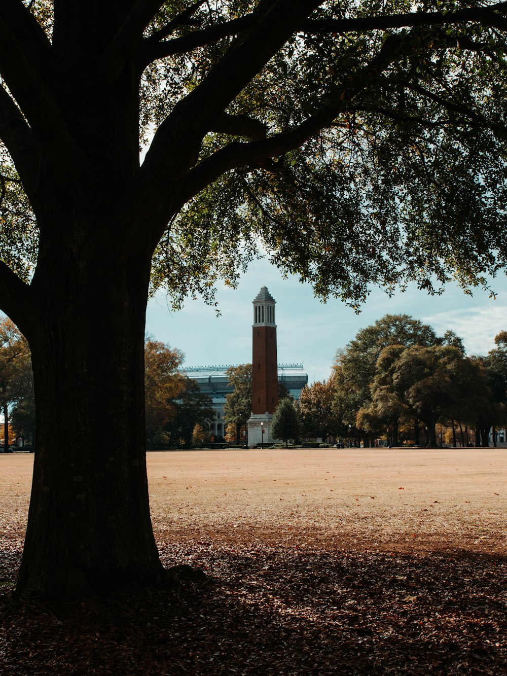 a large tree with a clock tower in the background