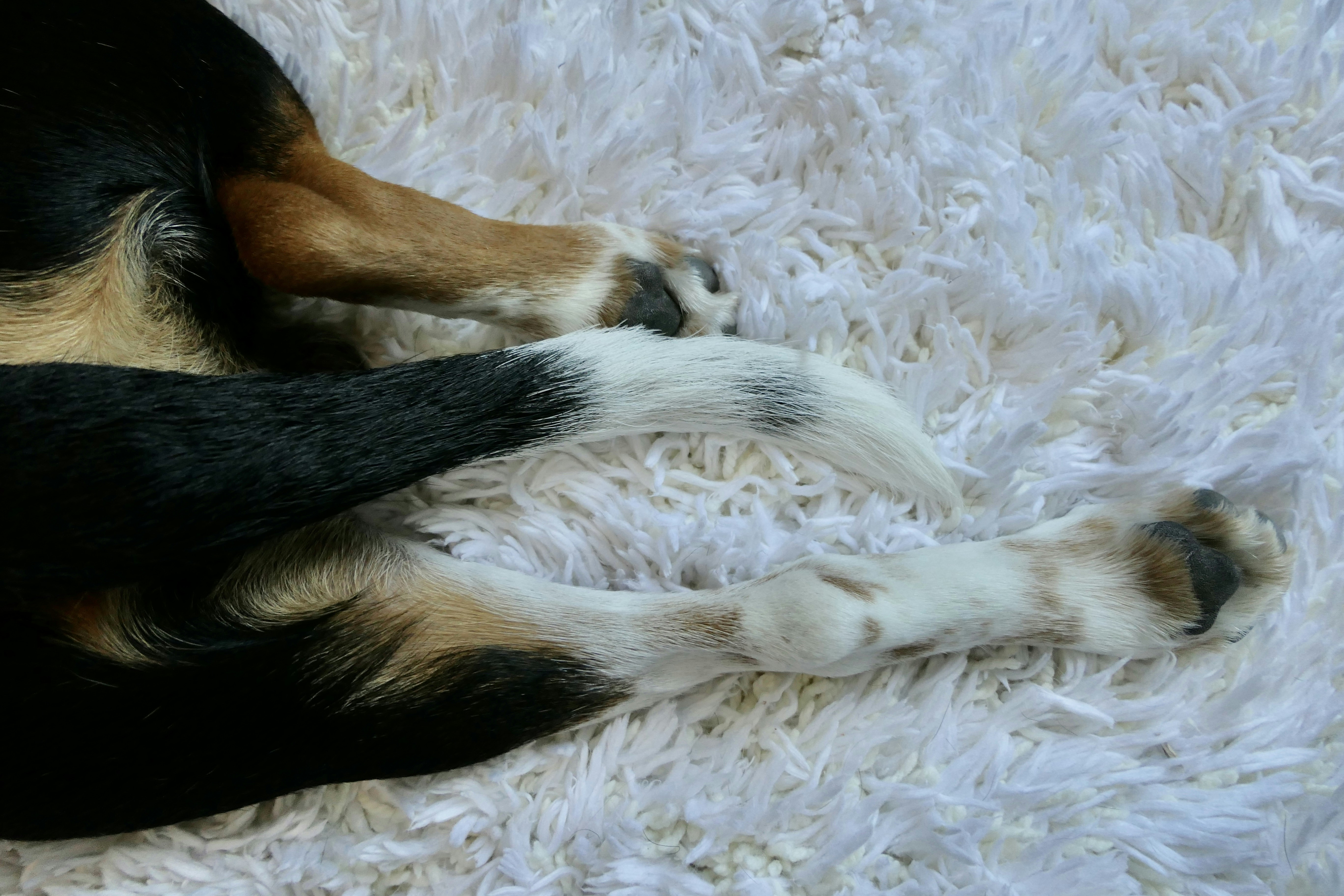 a black and brown dog laying on top of a white rug
