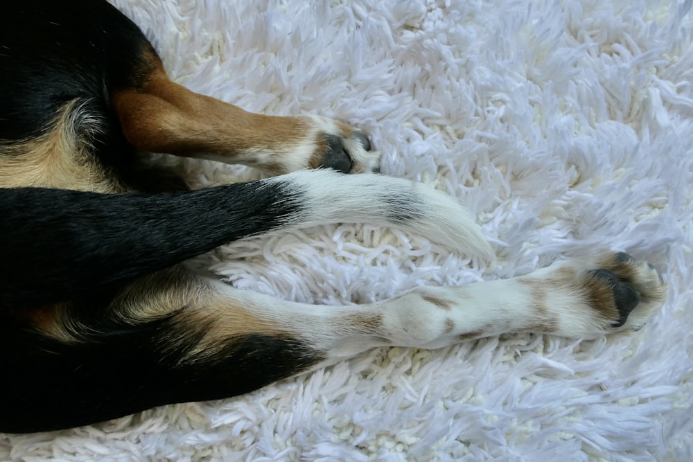 a black and brown dog laying on top of a white rug