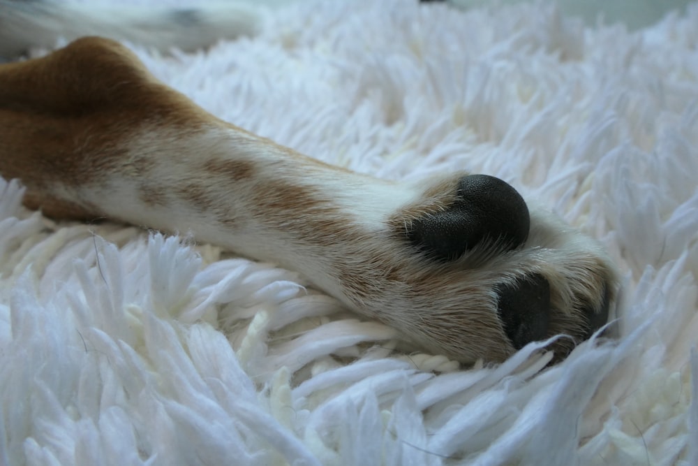 a close up of a dog's paw on a white rug