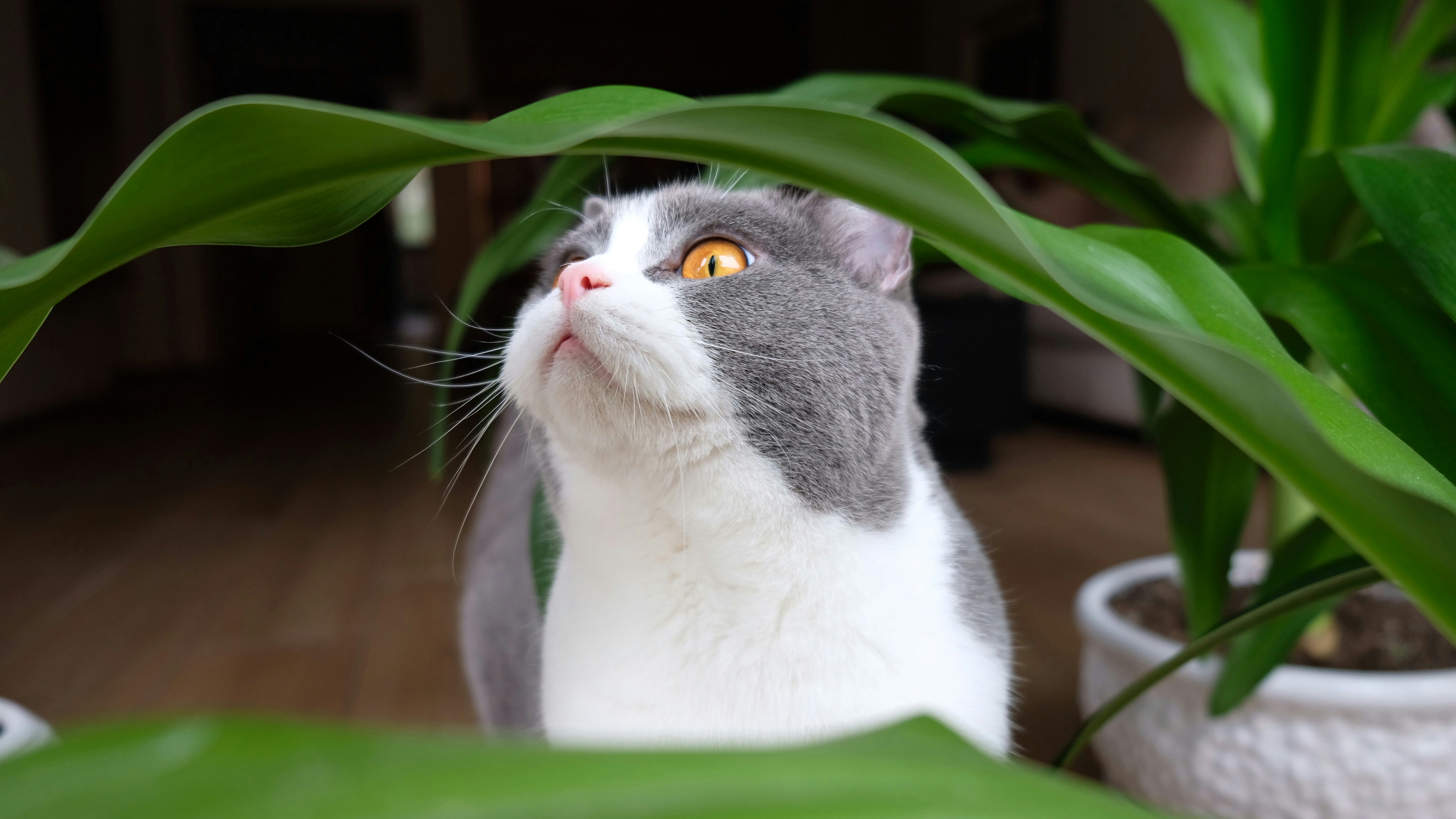 a gray and white cat looking up at a plant