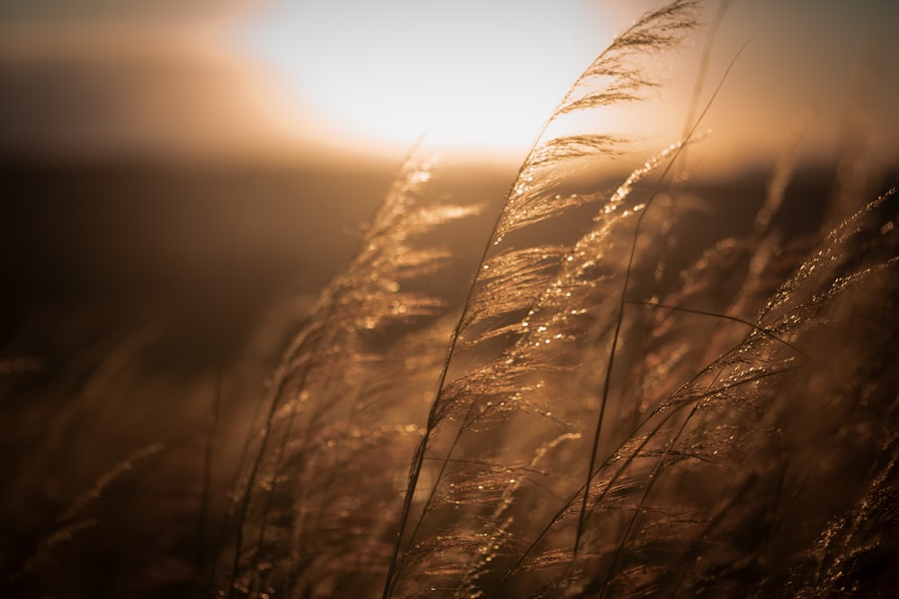 a close up of some grass with the sun in the background