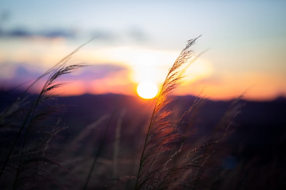 the sun is setting over a field of tall grass