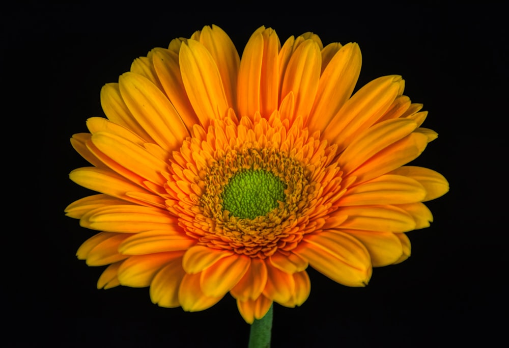 a yellow flower with a green center on a black background